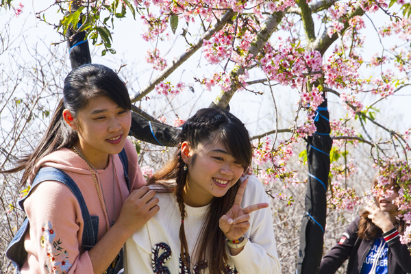 芬園花卉園區賞櫻 一睹櫻花嬌顏3.png 芬園花卉園區賞櫻 一睹櫻花嬌顏3.png