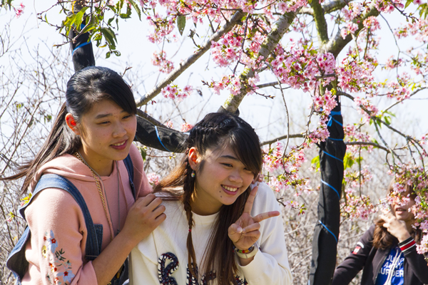 芬園花卉園區賞櫻 一睹櫻花嬌顏3.png