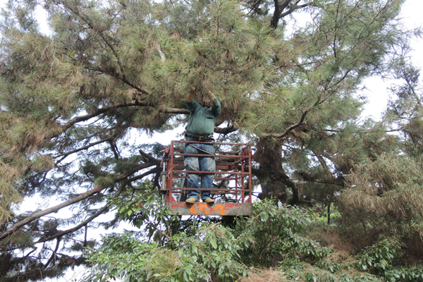 彰化清水岩寺二葉松遭松材線蟲侵蝕 樹醫師搶救重現生機3.png