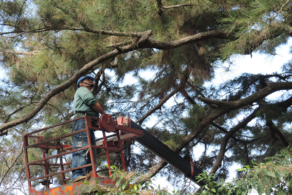 彰化清水岩寺二葉松遭松材線蟲侵蝕 樹醫師搶救重現生機1.png 彰化清水岩寺二葉松遭松材線蟲侵蝕 樹醫師搶救重現生機1.png