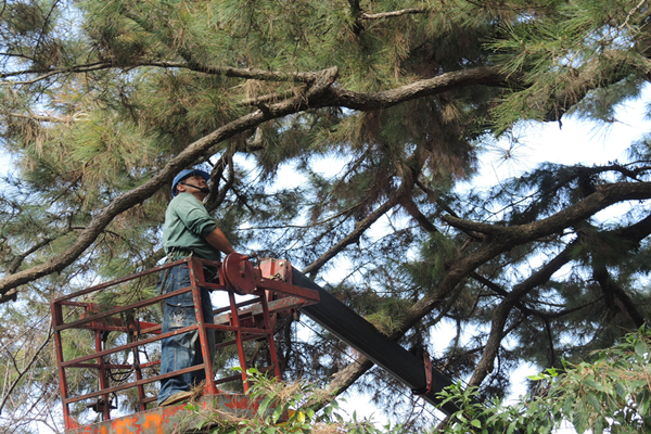 彰化清水岩寺二葉松遭松材線蟲侵蝕 樹醫師搶救重現生機1.png