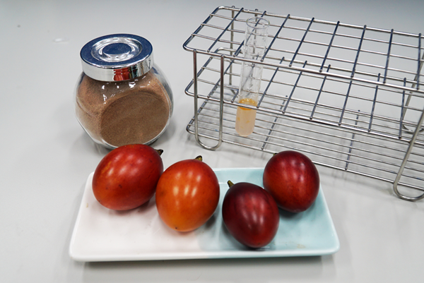 大葉大學藥保系研究樹番茄萃取物在傷口敷料的應用.png 大葉大學藥保系研究樹番茄萃取物在傷口敷料的應用.png