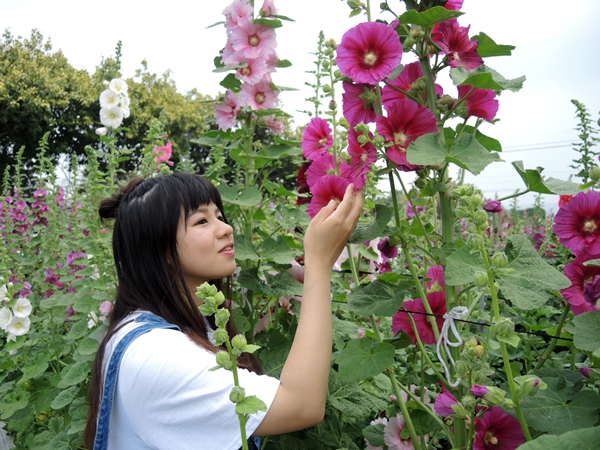員林市蜀葵花田開園 「草泥馬」漫步蜀葵花海1.png 員林市蜀葵花田開園 「草泥馬」漫步蜀葵花海1.png