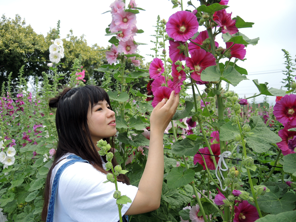 員林市蜀葵花田開園 「草泥馬」漫步蜀葵花海1.png