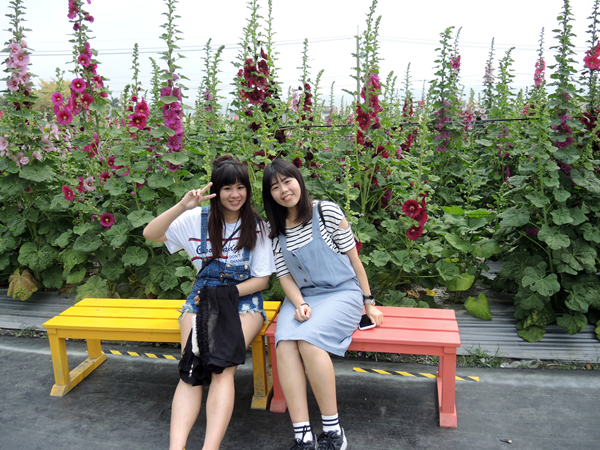 員林市蜀葵花田開園 「草泥馬」漫步蜀葵花海2.png 員林市蜀葵花田開園 「草泥馬」漫步蜀葵花海2.png