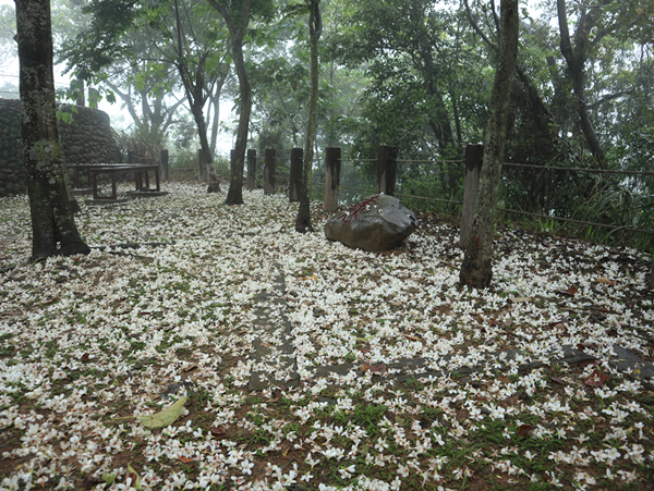 員林藤山步道油桐花盛開 游振雄邀全國鄉親一起來「桐」樂5.png