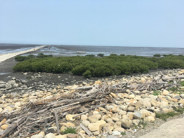 彰化海岸濕地保育劃設停擺 徐國勇走訪彰化大城濕地、福寶濕地5.png