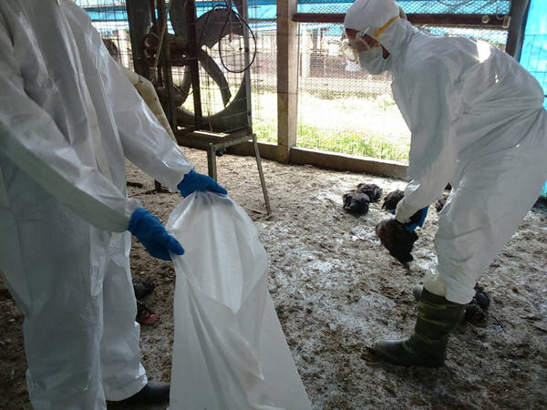 彰化二林土雞場爆H5N2禽流感 撲殺逾二萬七千隻土雞1.png
