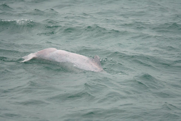 白海豚生態探尋成果豐碩 保育人員歡呼興奮不已1.png