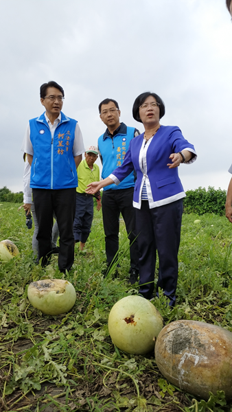 大雨重創彰化縣西瓜農 王惠美與柯呈枋偕農糧署到場勘災農損2.png