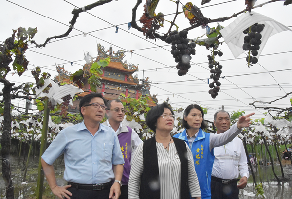 王惠美現勘溪湖葡萄產地農災 協助農民向中央爭取農損補償1.png