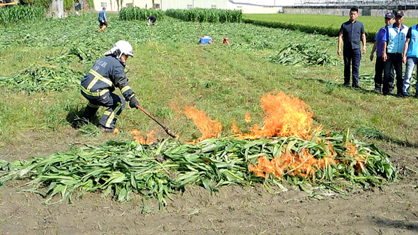 秋行軍蟲撲滅緊急焚燒不違反空汙法 彰化縣把握黃金期遏止疫情擴大1.png