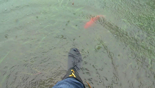 彰化市景觀公園淹水拉封鎖線 魚兒都游上岸了3.png 彰化市景觀公園淹水拉封鎖線 魚兒都游上岸了3.png