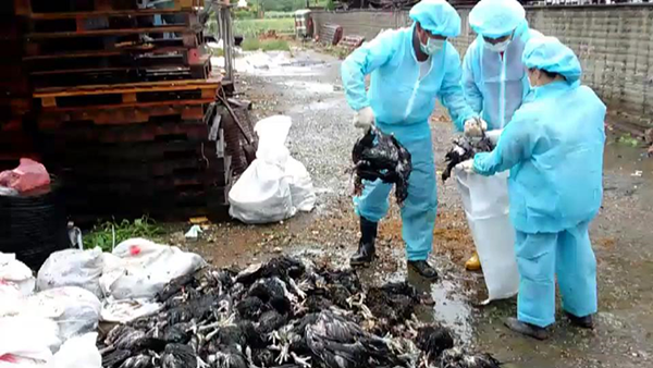 彰化大城鄉爆發土雞禽流感 撲殺逾1萬8千隻1.png 彰化大城鄉爆發土雞禽流感 撲殺逾1萬8千隻1.png