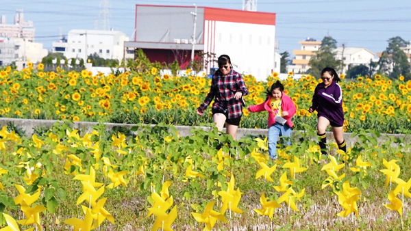 彰化花壇鄉崙雅花海田園風光 向陽花壇農田花海1.png