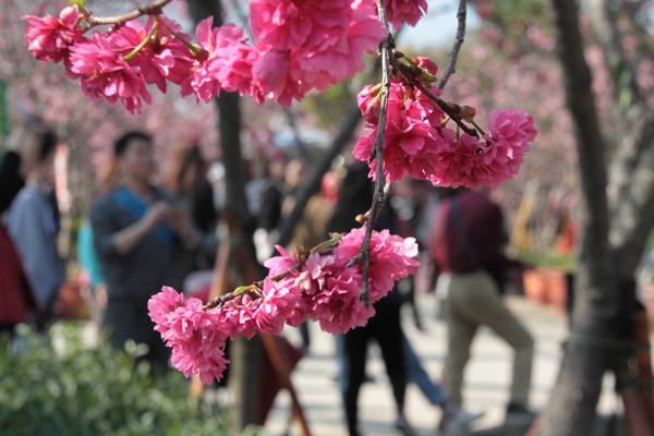 芬園鄉花卉生產休憩園區櫻花爆棚 彰化走春賞花衝一波5.png