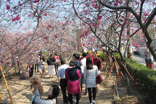 芬園鄉花卉生產休憩園區櫻花爆棚 彰化走春賞花衝一波1.png