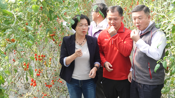 彰化小果番茄評鑑提升產業競爭力 冠軍玫瑰番茄園觀摩取經2.png