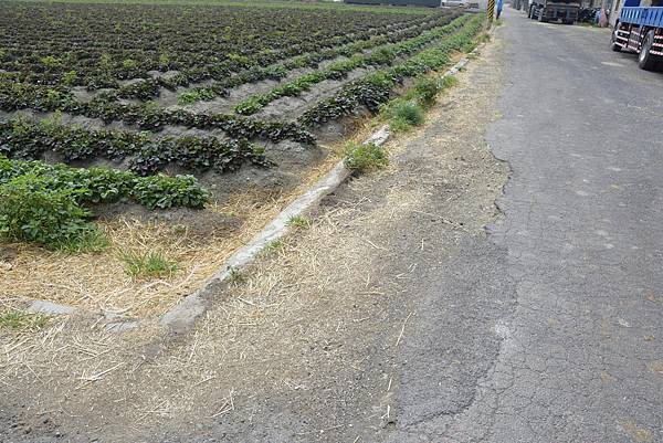 保障農民及農產運輸行的安全 王惠美視察福興鄉農地重劃區亟待改善農路4.jpg