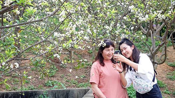 彰化花壇虎山巖李花綻放 連假湧進賞花遊客1.jpg