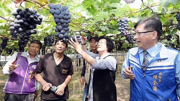 彰化優鮮早春葡萄嘗鮮正是時候 王惠美行銷彰化農產品2.jpg 彰化優鮮早春葡萄嘗鮮正是時候 王惠美行銷彰化農產品2.jpg