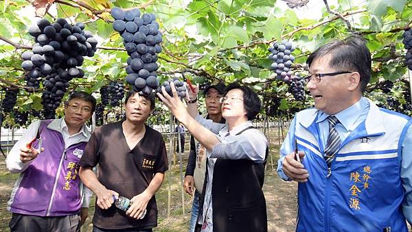 彰化優鮮早春葡萄嘗鮮正是時候 王惠美行銷彰化農產品2.jpg