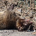 鼬獾橫死街頭憂傳播狂犬病 彰化動物防疫所出動消毒車2.jpg