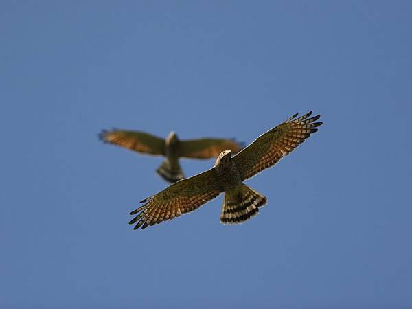 95鷹揚八卦賞鷹活動-彰化縣野鳥學會許智揚攝.jpg