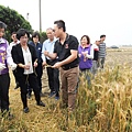 大城小麥田收割再製加工品 從產地到餐桌食美味挺農友4.jpg