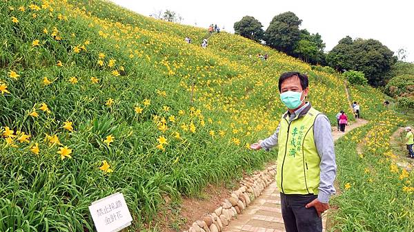 花壇虎山巖金針花海綻放 金黃色花毯令人忘憂1.jpg