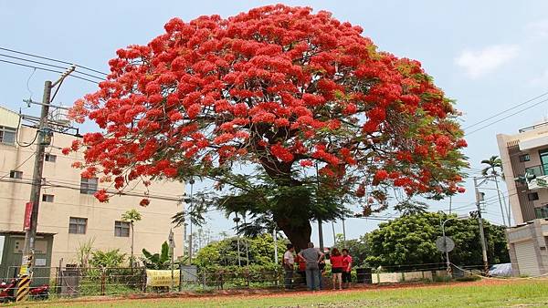 彰化北斗鎮鳳凰木老樹 鳳凰花紅色巨傘吸睛1.jpg