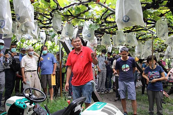 循環資材在葡萄樹勢復育與廢枝處理 臺中農改場辦田間觀摩會7.jpg