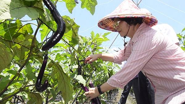 關心二水麻糬茄生產銷售 王惠美為農產行銷代言3.jpg