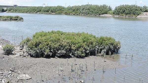 舊濁水溪護魚保育巡守隊 重振鰻魚王國美譽4.jpg