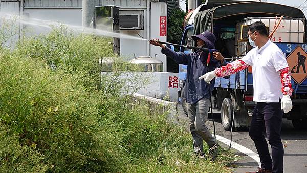 銀膠菊防治宣導 鹿港鎮長許志宏教正確處理1.jpg