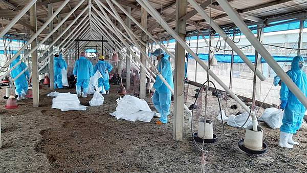 二林鎮土雞場染H5N5禽流感 撲殺逾1萬6千隻1.jpg