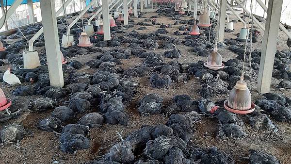 二林鎮土雞場染H5N5禽流感 撲殺逾1萬6千隻2.jpg