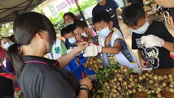 芬園鄉農會攜手文德國小 龍眼食農教育體驗4.jpg