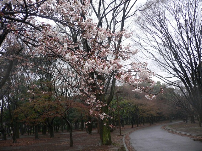 ES20109 代代木sakura3.jpg