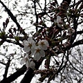 ES201011 代代木sakura5.jpg