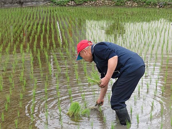 健康米;好吃的米;日曬米;糙米;白米;阿佐;怎麼煮;安心;日曬米宅配;米宅配;糙米宅配