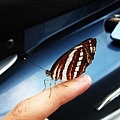 我救了一隻蝴蝶，牠翅膀折傷了還飛到我車輪下差點害我殺生...