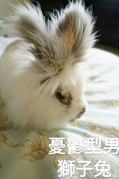 憂鬱獅子兔.jpg 憂鬱獅子兔.jpg