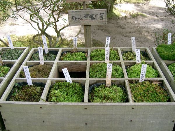 苔園青苔種類3