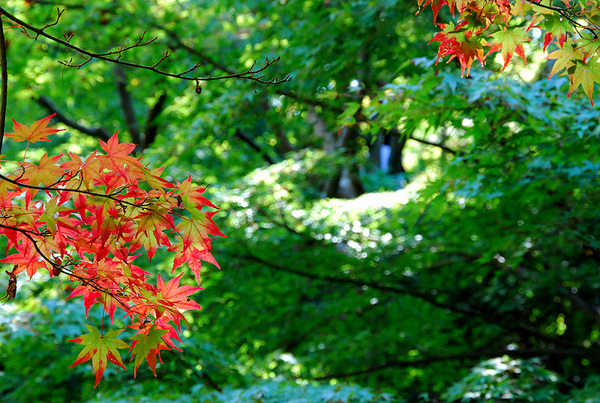 東福寺