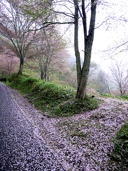 花瓣多到這種地步