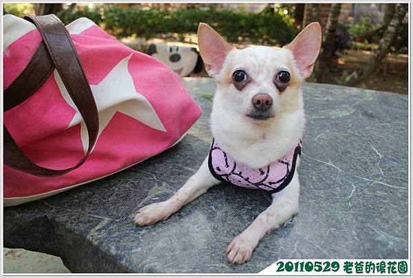 IMG_1550 IMG_1550