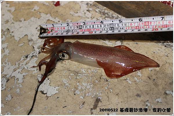 20110520基隆夜釣小管 20110520基隆夜釣小管