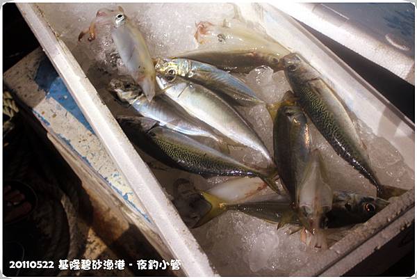 20110520基隆夜釣小管 20110520基隆夜釣小管