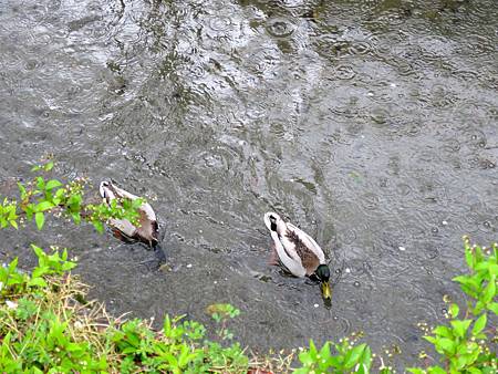 20150413-292 20150413-292